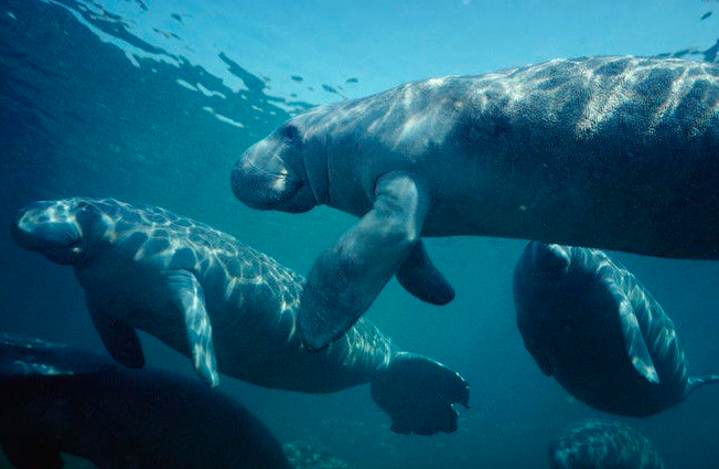 松濤工藝仿真動(dòng)物之大海牛