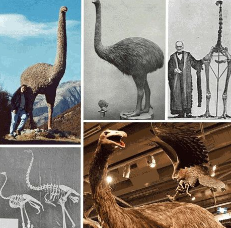 松濤工藝仿真動(dòng)物之恐鳥