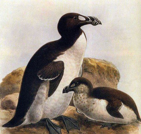 松濤工藝仿真動(dòng)物之大海雀