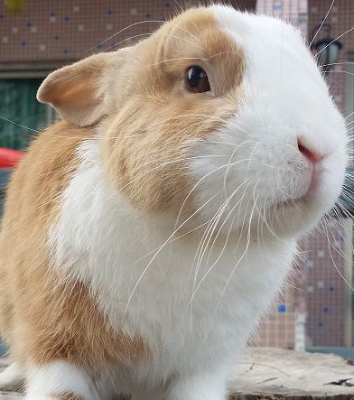 松濤工藝仿真動(dòng)物之澳洲小兔猼