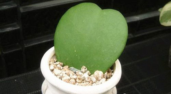 代表愛情的仿真植物之 心葉球蘭