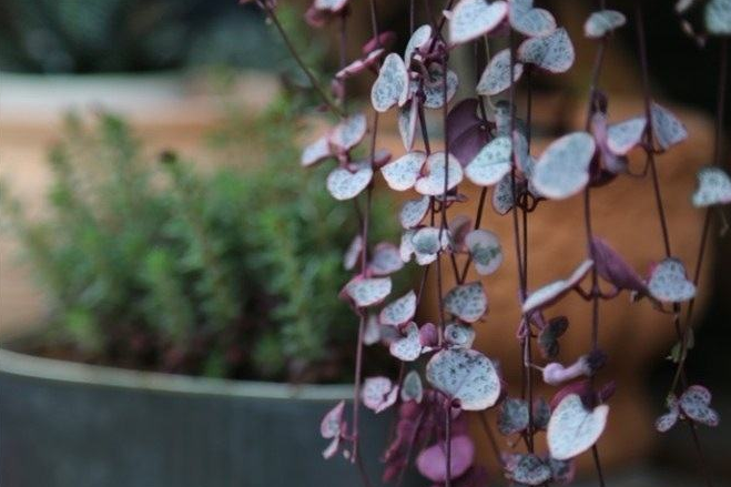 代表愛情的仿真植物之愛之蔓