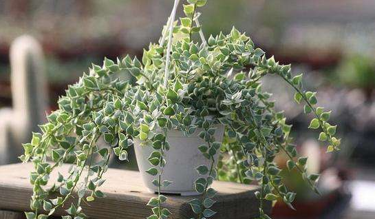 代表愛情的仿真植物之百萬心