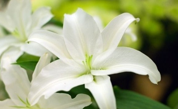 代表愛情的仿真植物之百合