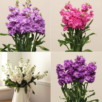 代表愛情的仿真植物之紫羅蘭