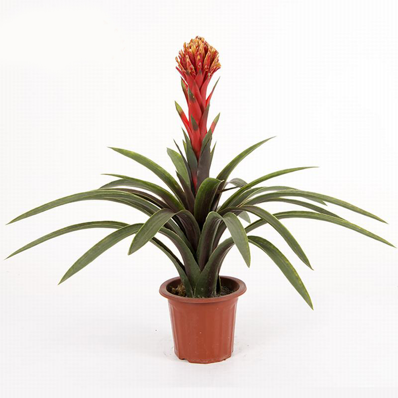 客廳放哪些仿真植物好