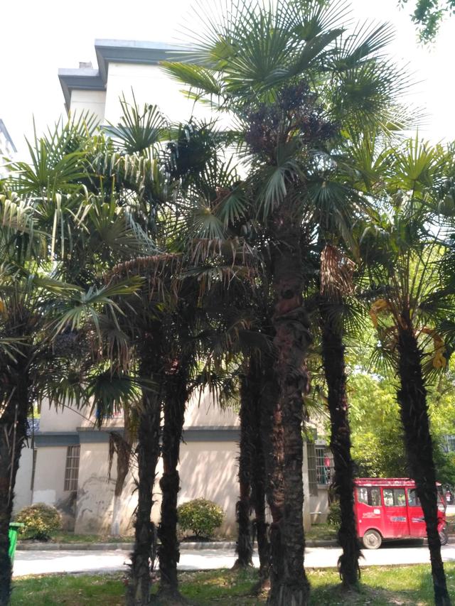 北方人第一次看到南方樹，松濤棕櫚樹開花