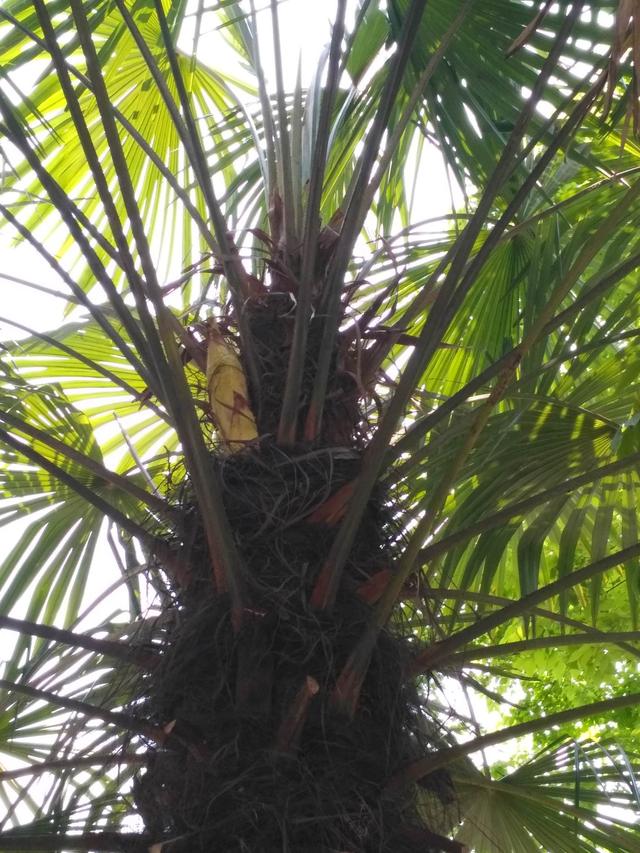 北方人第一次看到南方樹，松濤棕櫚樹開花