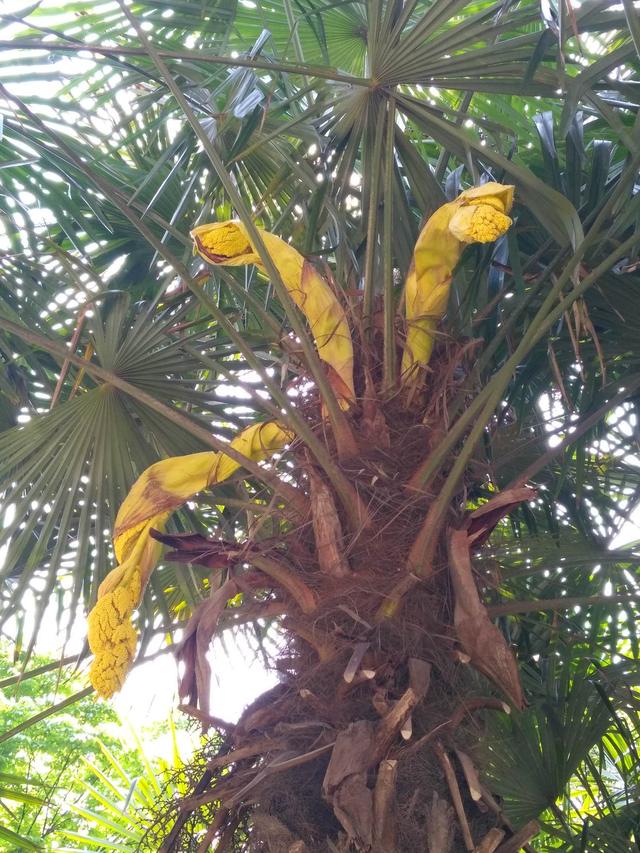 北方人第一次看到南方樹，松濤棕櫚樹開花