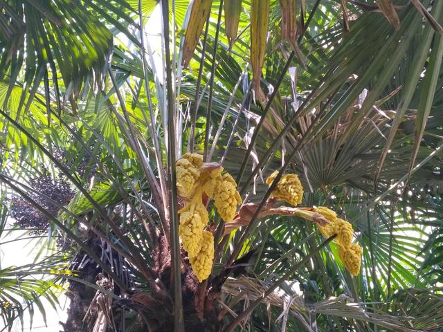 北方人第一次看到南方樹，松濤棕櫚樹開花