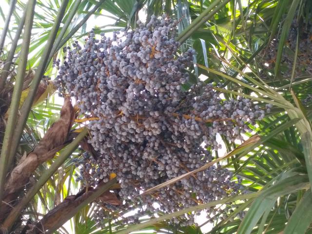 北方人第一次看到南方樹，松濤棕櫚樹開花