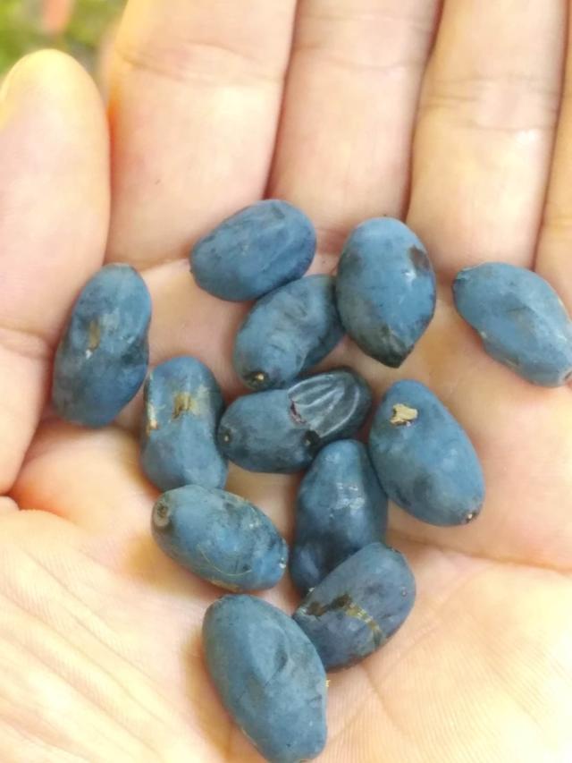 北方人第一次看到南方樹，松濤棕櫚樹開花