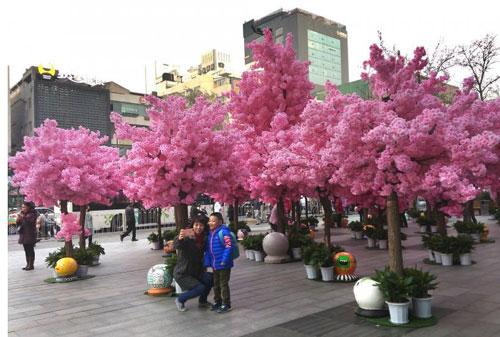 這種樹已經(jīng)“長”進(jìn)居民家里
