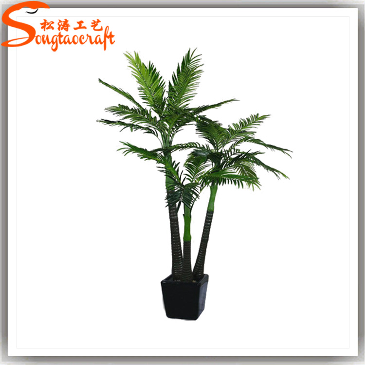 棕櫚樹(shù)，椰子樹(shù)，檳榔樹(shù)區(qū)別